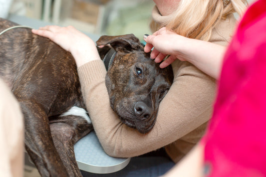 The Dangers of Processed Dog Treats: What You Need to Know