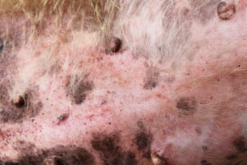 Natural Home Remedies for Dog Dermatitis: Omega-3 and Omega-6 Treats for Healthy Skin