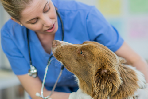 Why these 3 treats have become increasingly popular among vets and pet owners alike.