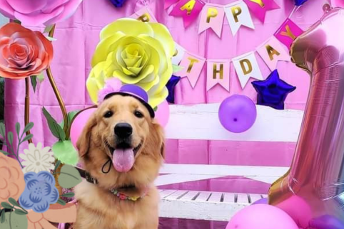How to throw the best birthday party for your dog!