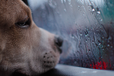 Indoor Activities for Dogs: Fun Ways to Beat Rainy Day Boredom