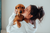 Scientific Evidence: Does My Dog Know I Love Him? Even without dog treats…