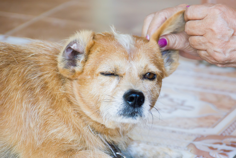 Natural Remedies for Dandruff in Dogs: How Omega 3 and 6 Fatty Acids Can Help