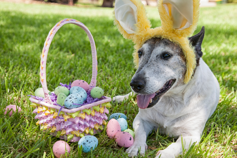 How to Host a Dog-Friendly Easter Egg Hunt - Teachers Pet Treats